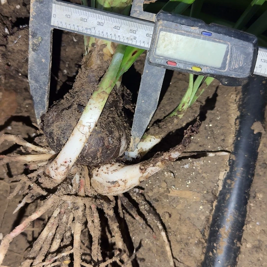 梦幻5.5厘米带侧裸根剪叶一棵