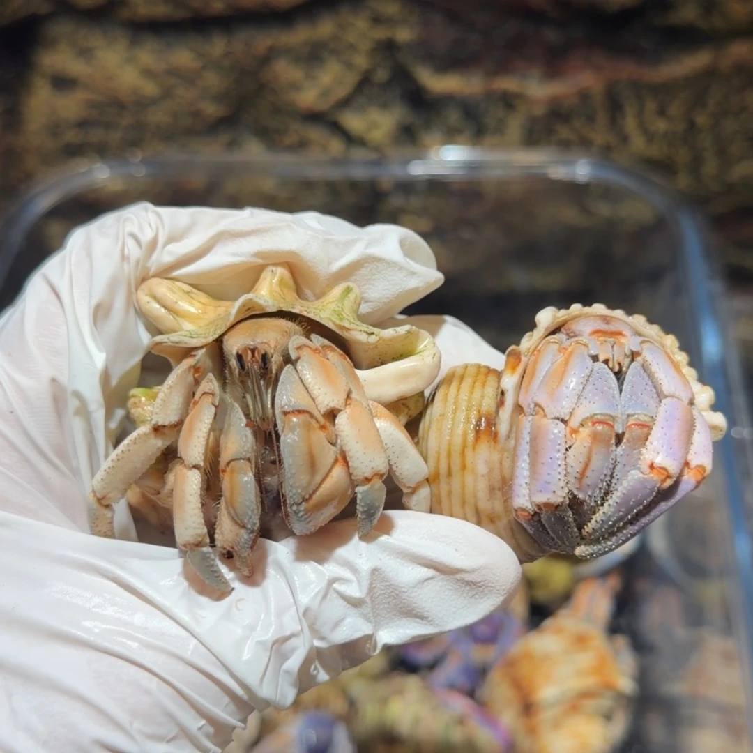 25号 小段宝专拍