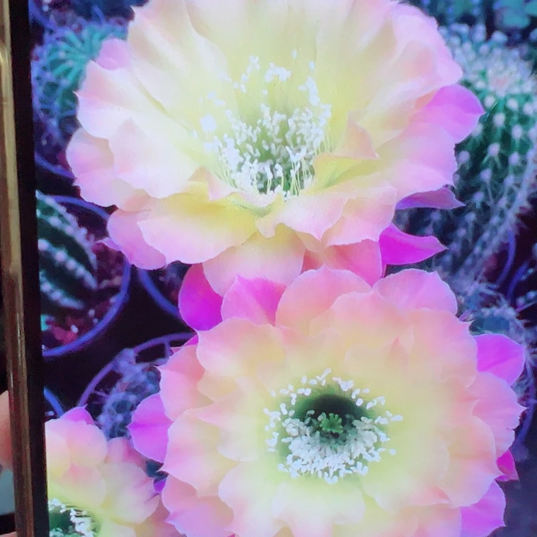 彩草 us47  侧芽满20包邮