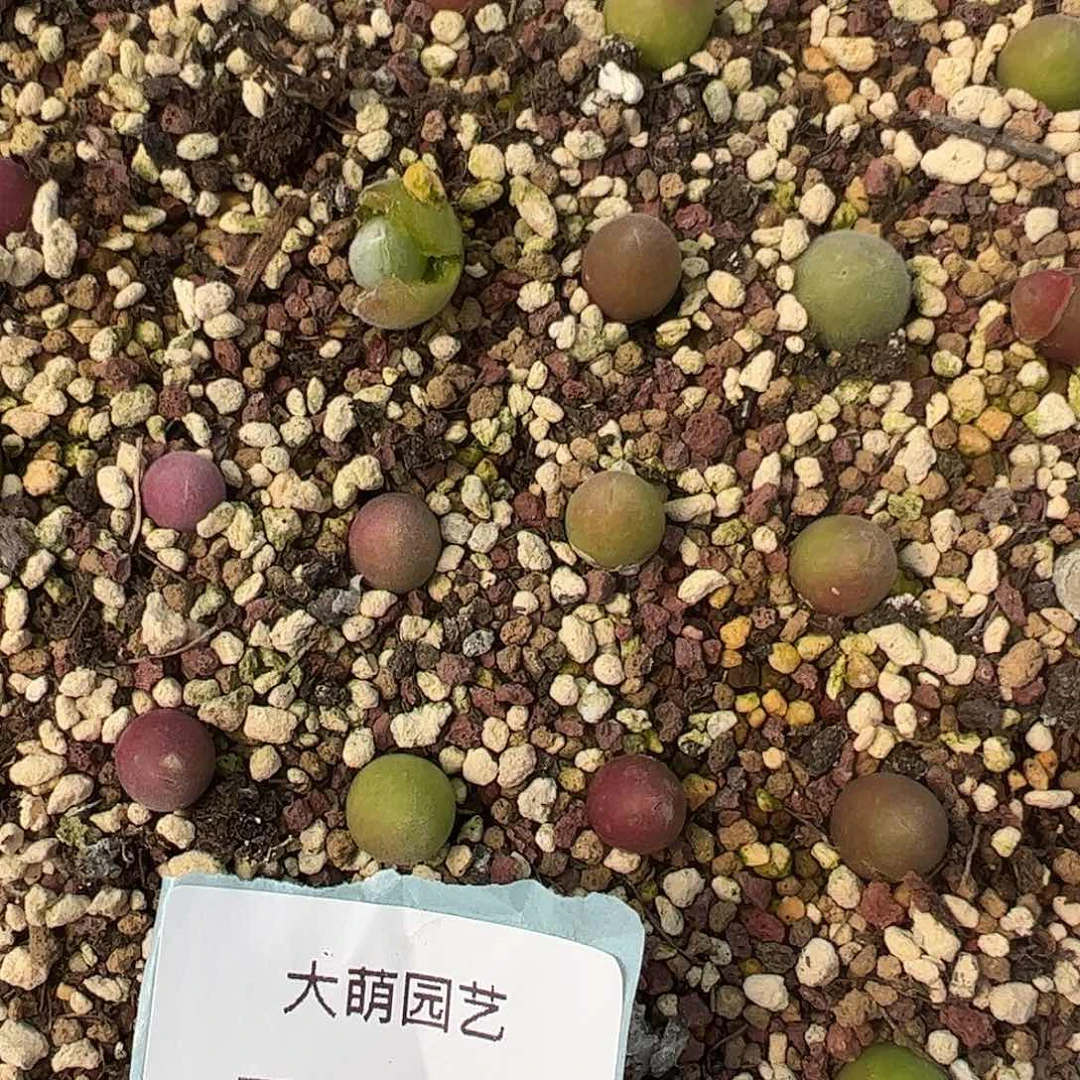 0000748量拍园艺宝辉1颗尺寸0.8上下