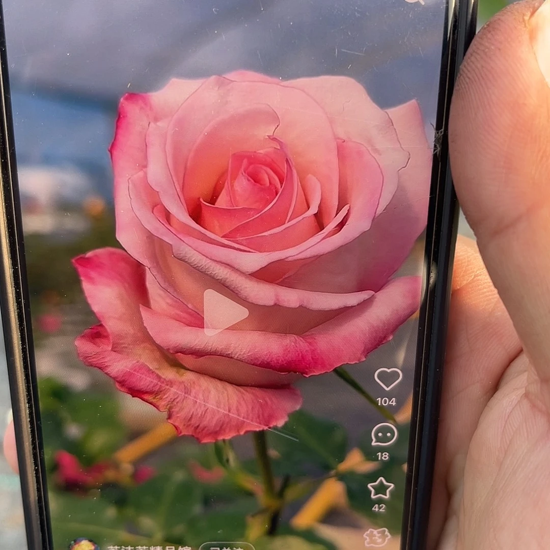 无花朵———瓦尼亚 福利款