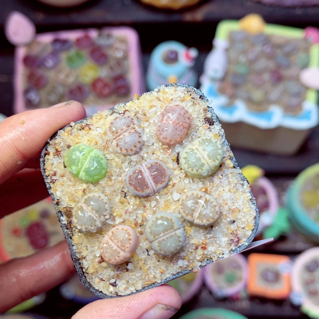 195生石花带盆发1