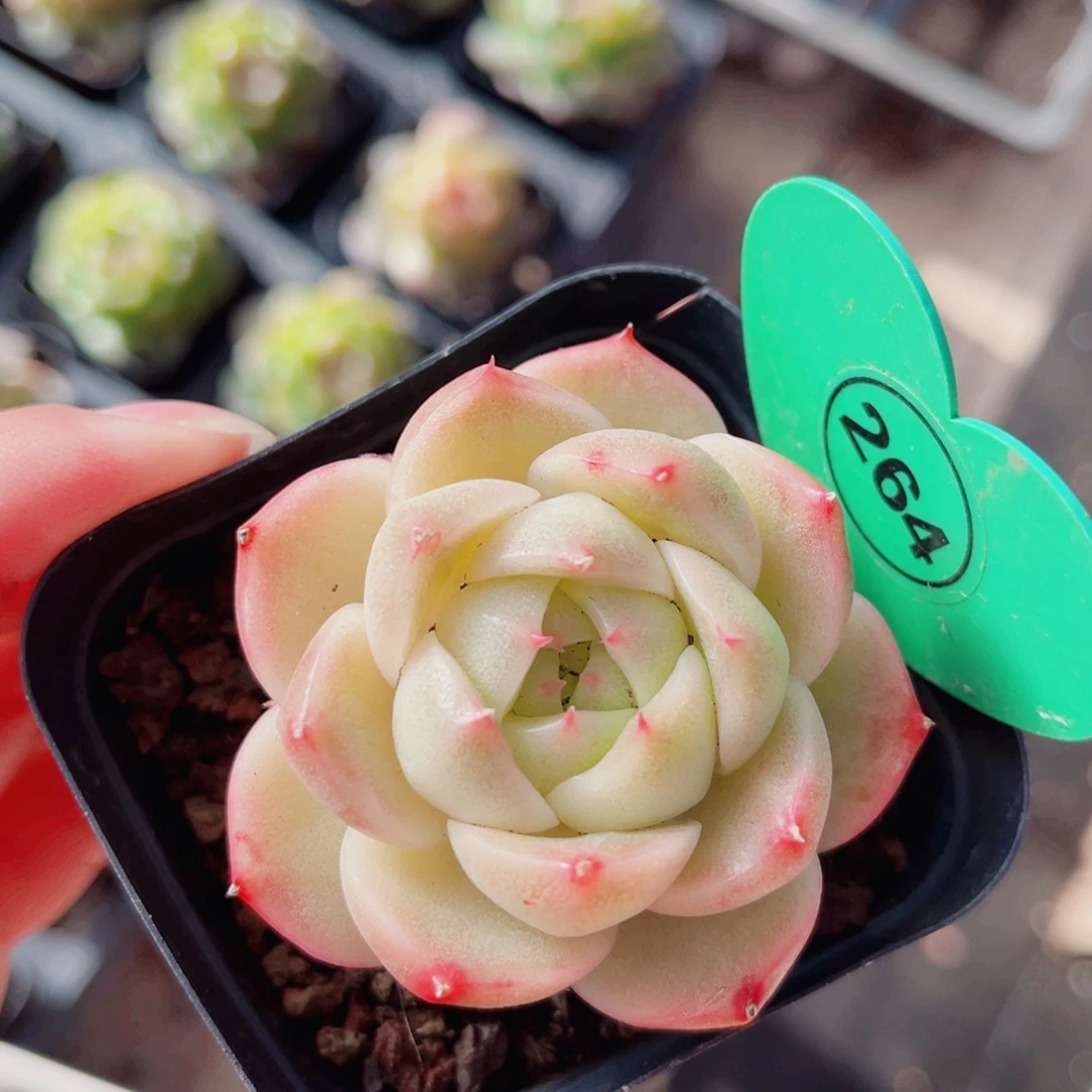 264号新品珍妮单头