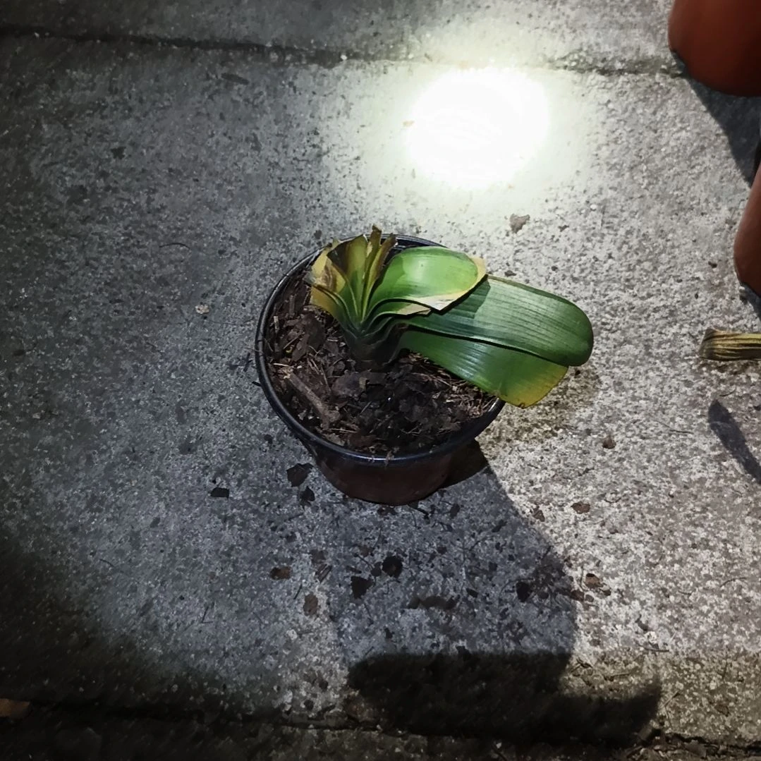 悠***得完全开放佛光苗残叶特惠一棵无售后