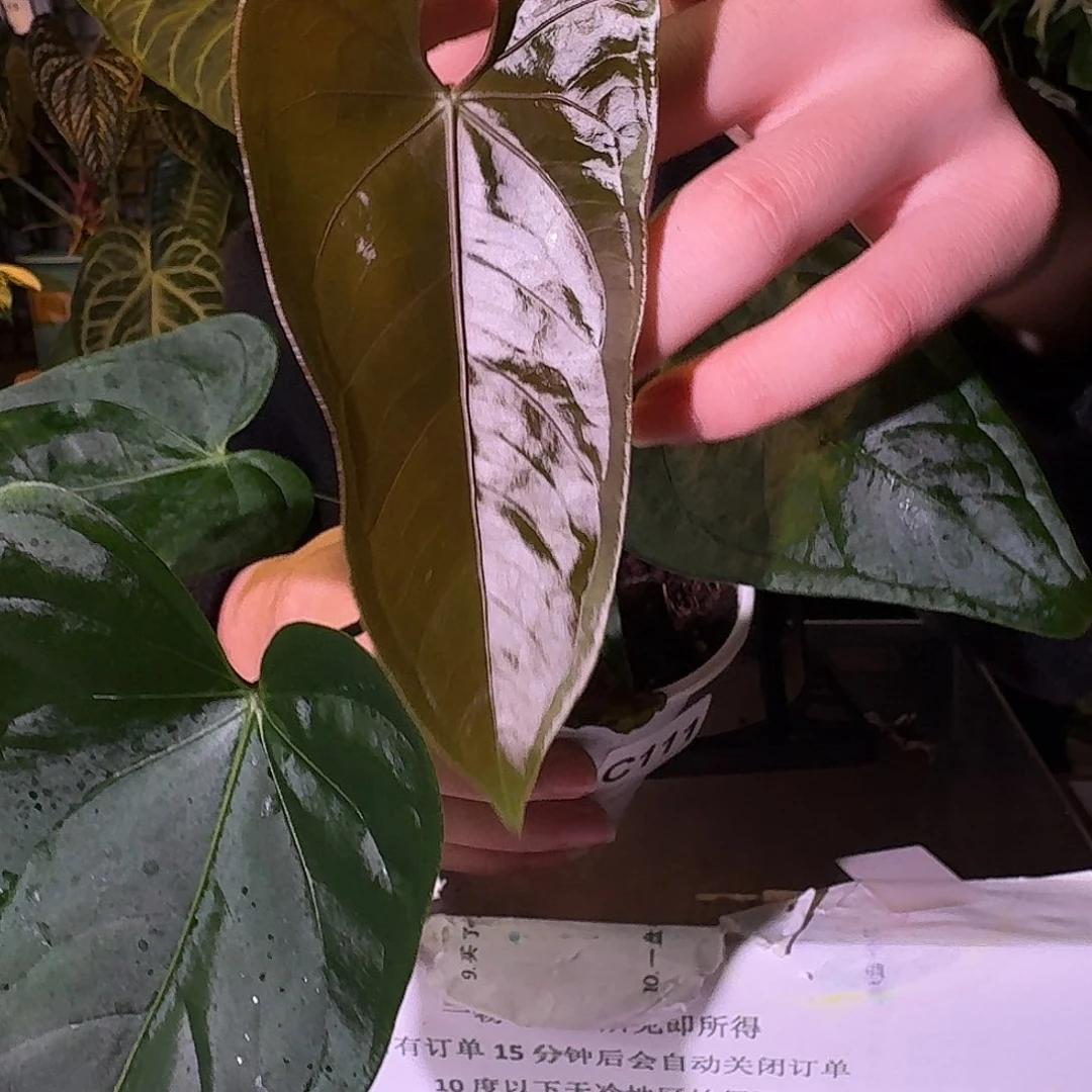 不开花植物C111小羊皮杂希尼亚