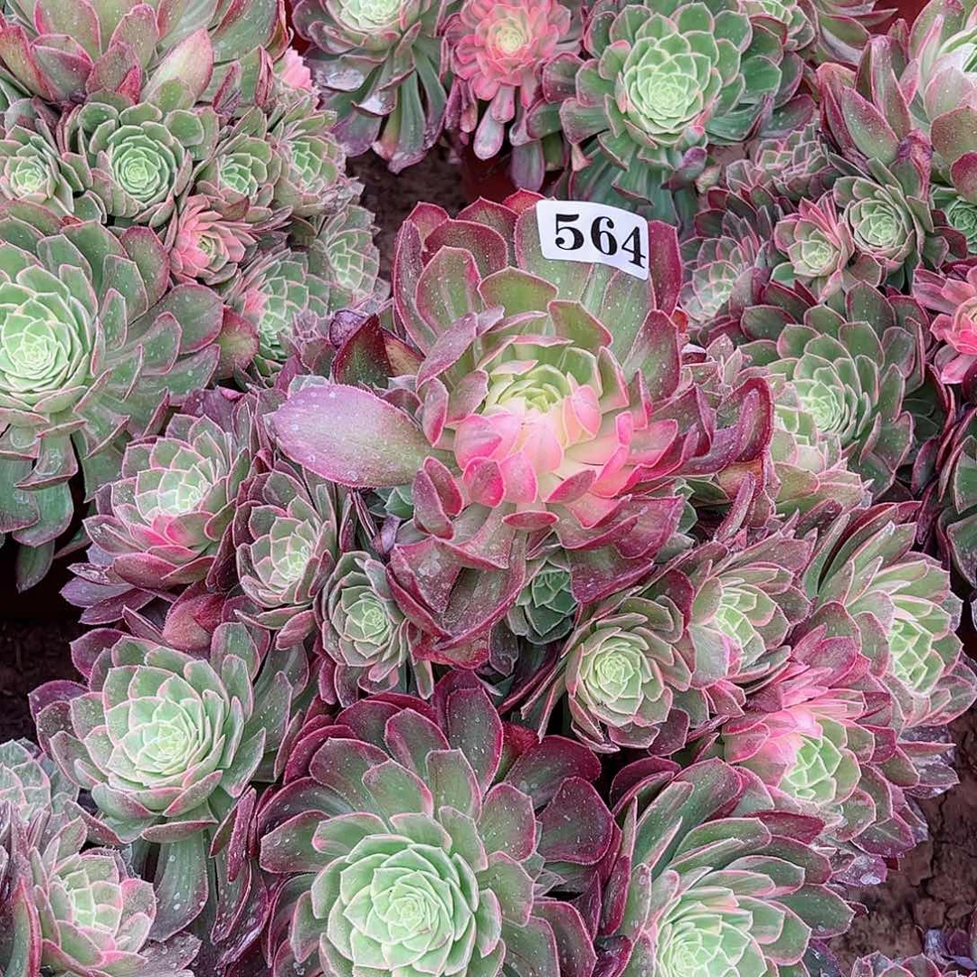 十***点多肉植物564多肉万紫千红