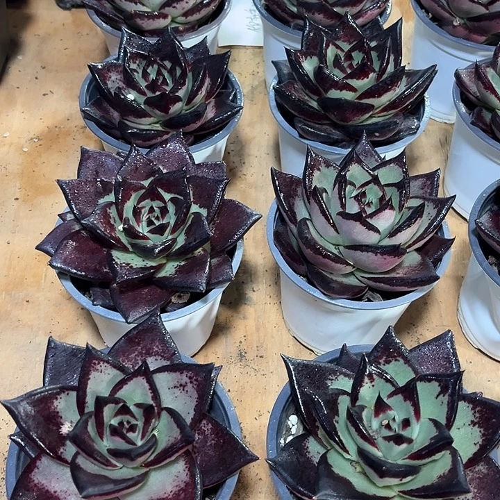 精品大黑魔王乌木多肉植物