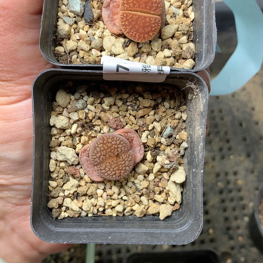 K785多肉植物保护研究所