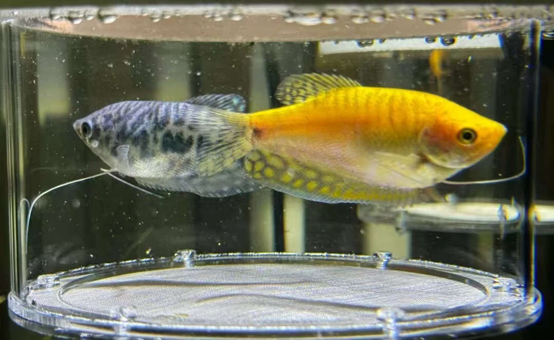 曼龙鱼新手鱼不用打氧耐低温观赏鱼