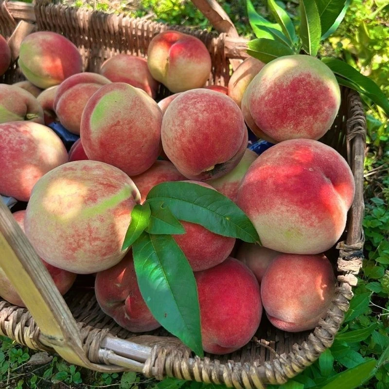 【现摘老树水蜜桃 】 新鲜毛桃 份装净果5斤 太原晋中吕梁可拍