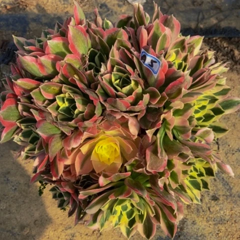 白凤朵朵多肉植物5多肉不包断