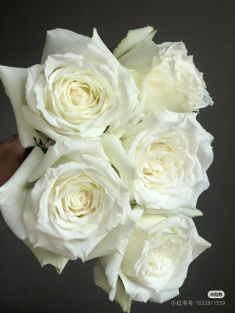 坦尼克，白色大花浓香耐热扦插月季