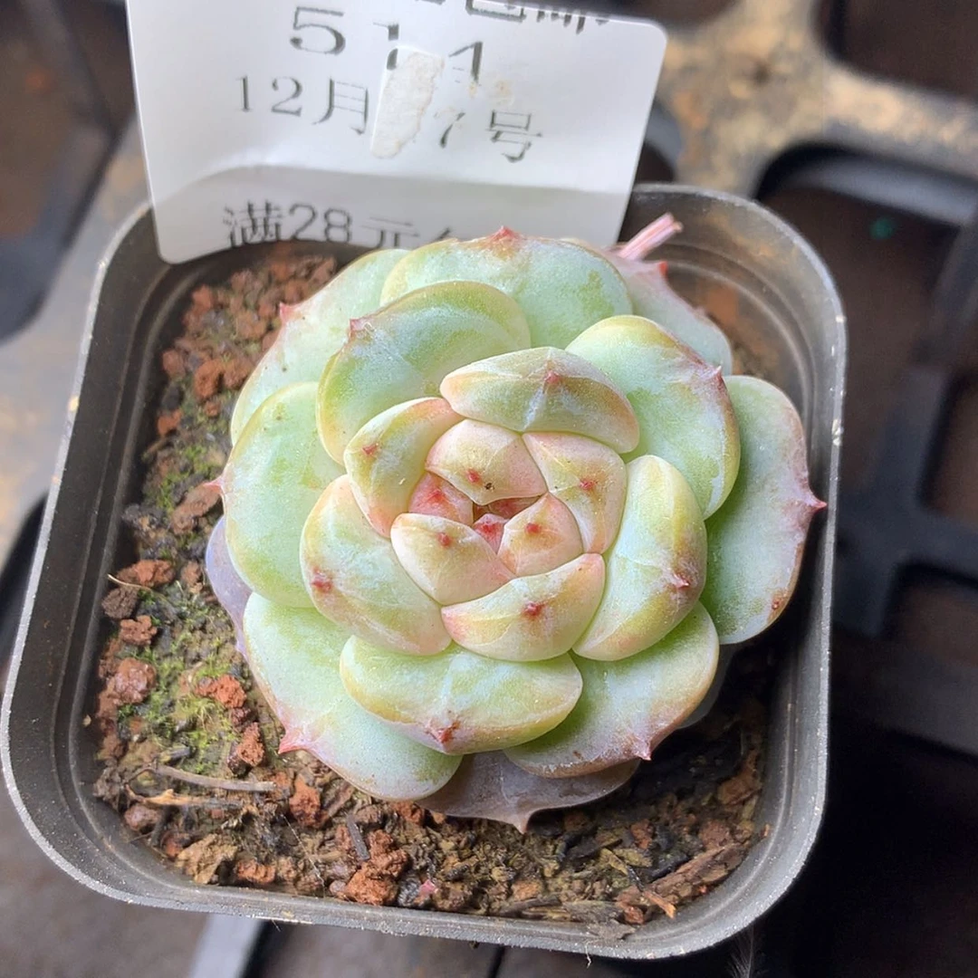 【闪购商品】云514号