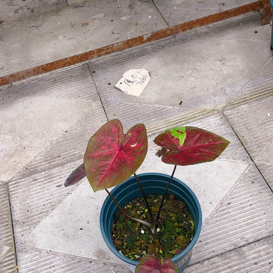 完全开放597泰彩