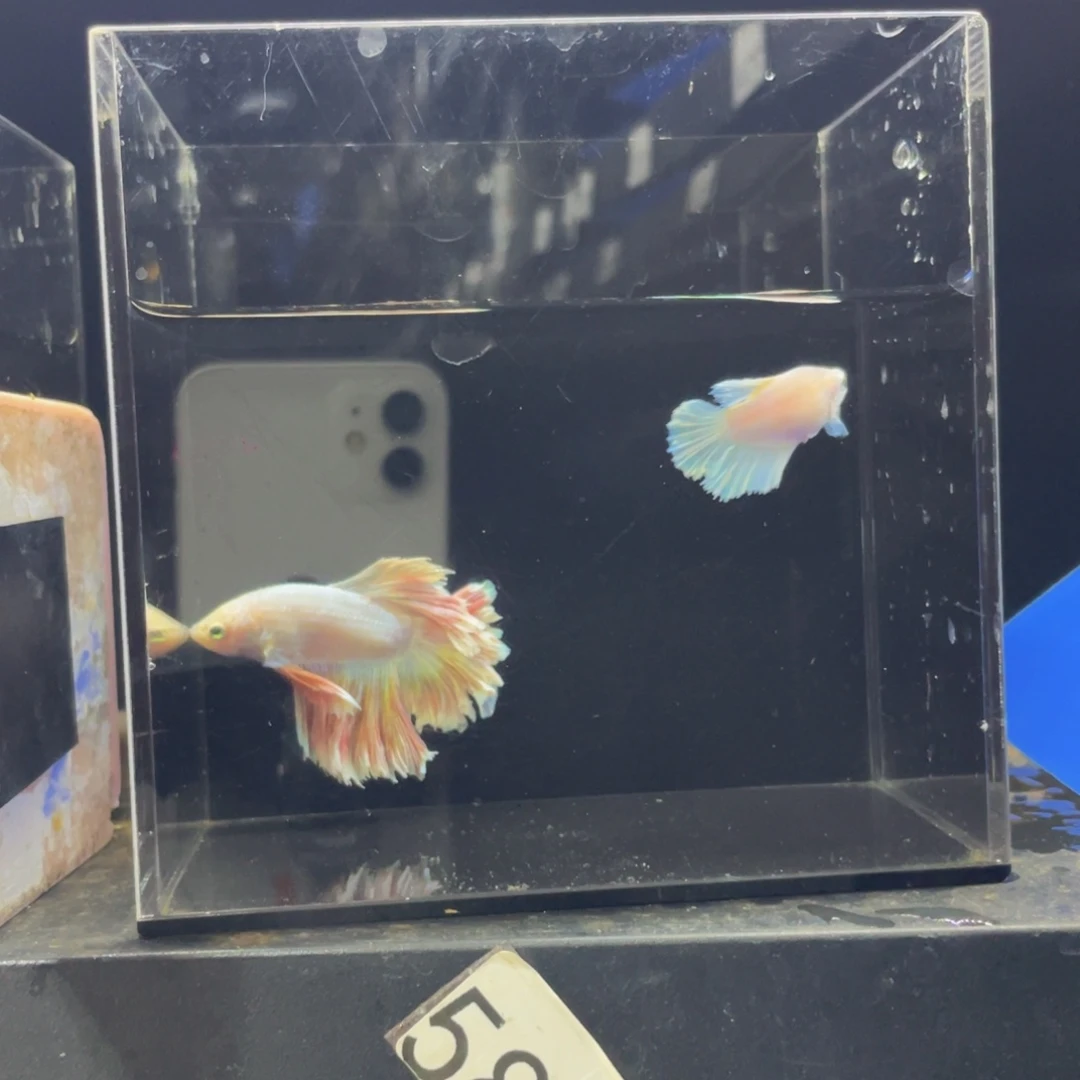 斗鱼哈哈哈哈哈581