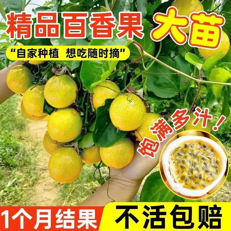 纯甜黄金9号黄金百香果树苗嫁接苗阳台楼顶庭院盆栽种植当年结果