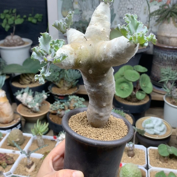 大雪露厚敦菊母本脱土