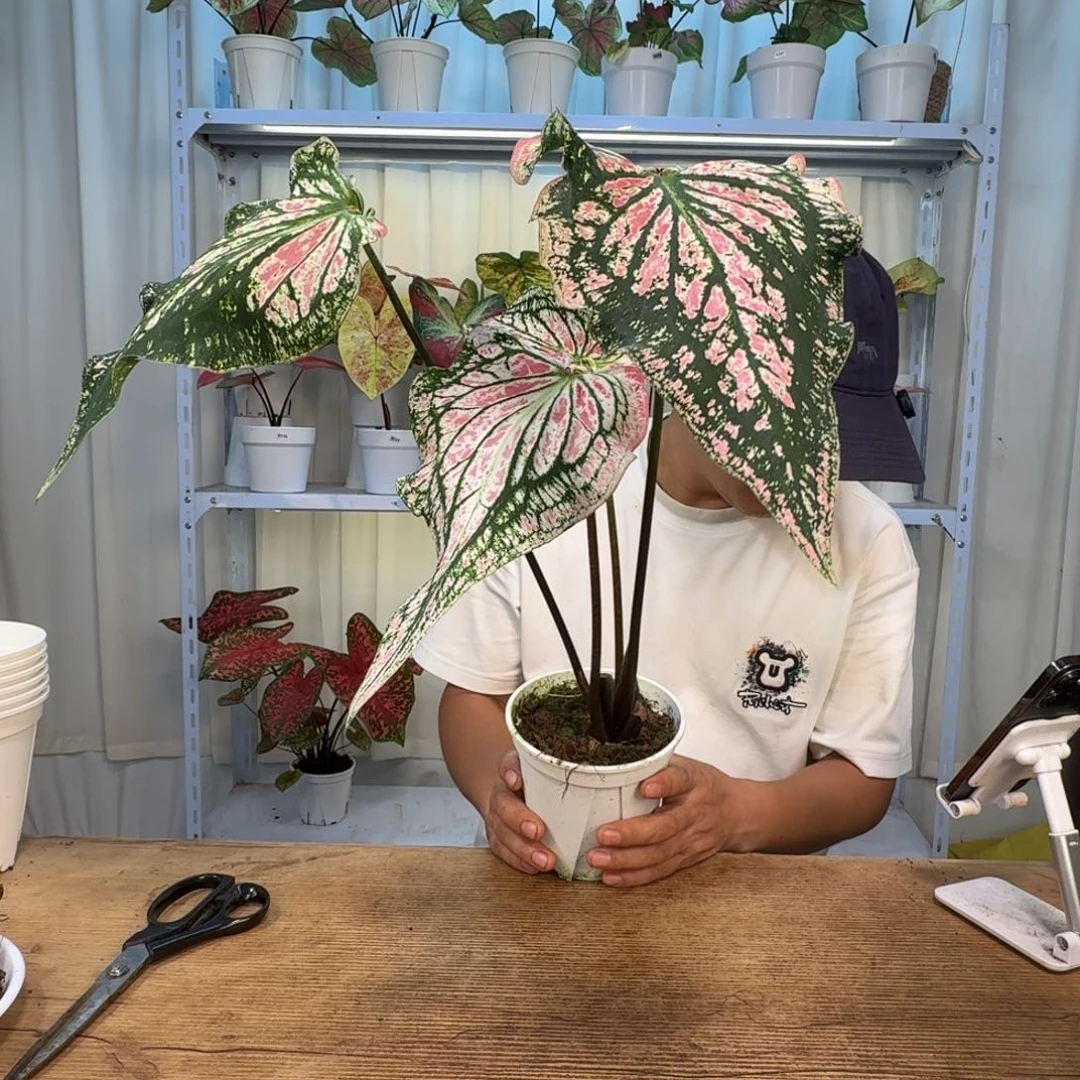 我***哈无花朵和声   0460
