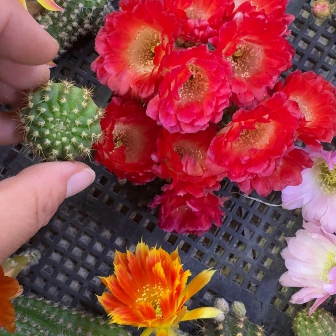 424丽花红舞裙歪无根侧牙3公分左右，20包邮