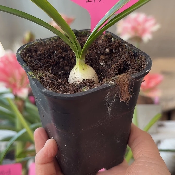 无花朵双月朱顶红直径2.3