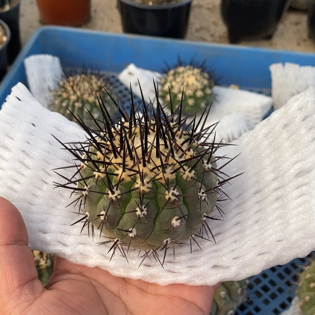 坐***币黑王丸无根仙人球