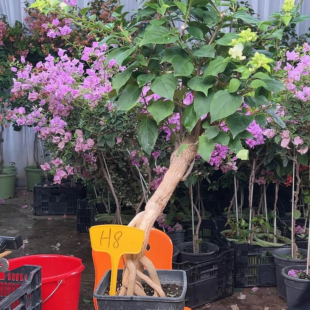 疯***头大部分花苞少量开放H8绿樱