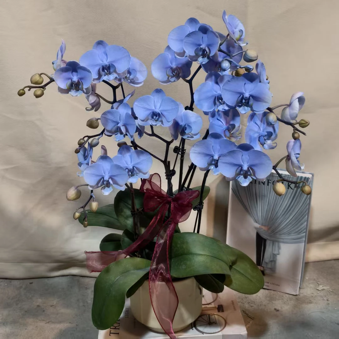 蝴蝶兰【蓝色星辰】马卡龙色蝴蝶兰 创意 花期长基地直发 喷色工艺