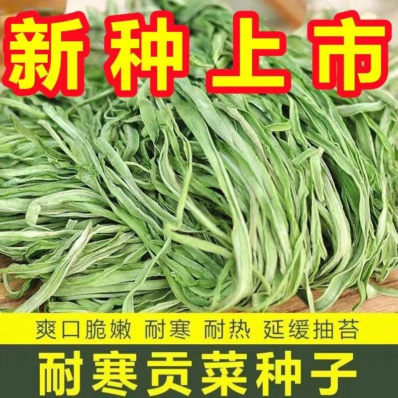 贡菜种子种籽四季耐高温抗寒苔干菜种籽响菜山蛰菜特色蔬菜种孑