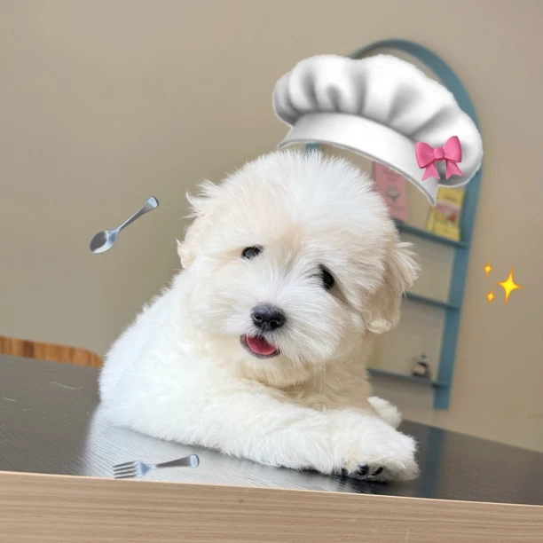 棉花面纱妹妹  麦芽