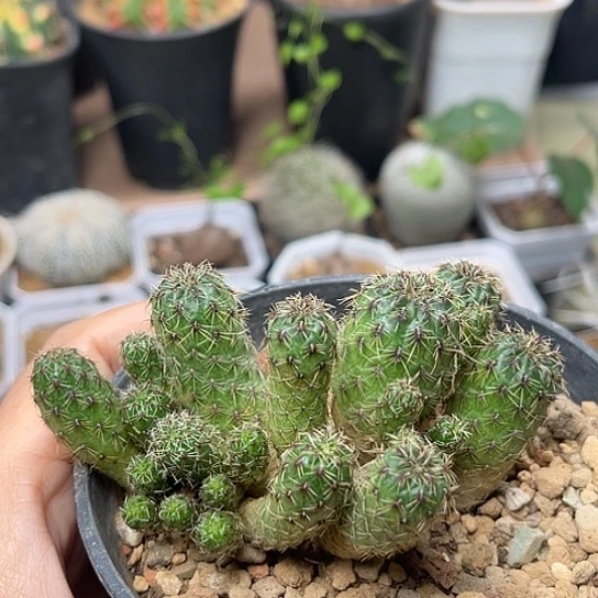 无花朵复色火焰沟宝山
