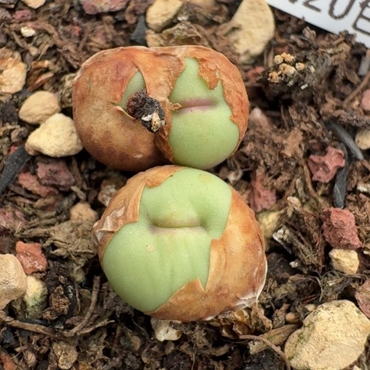 3629带盆发货三头贝特芬