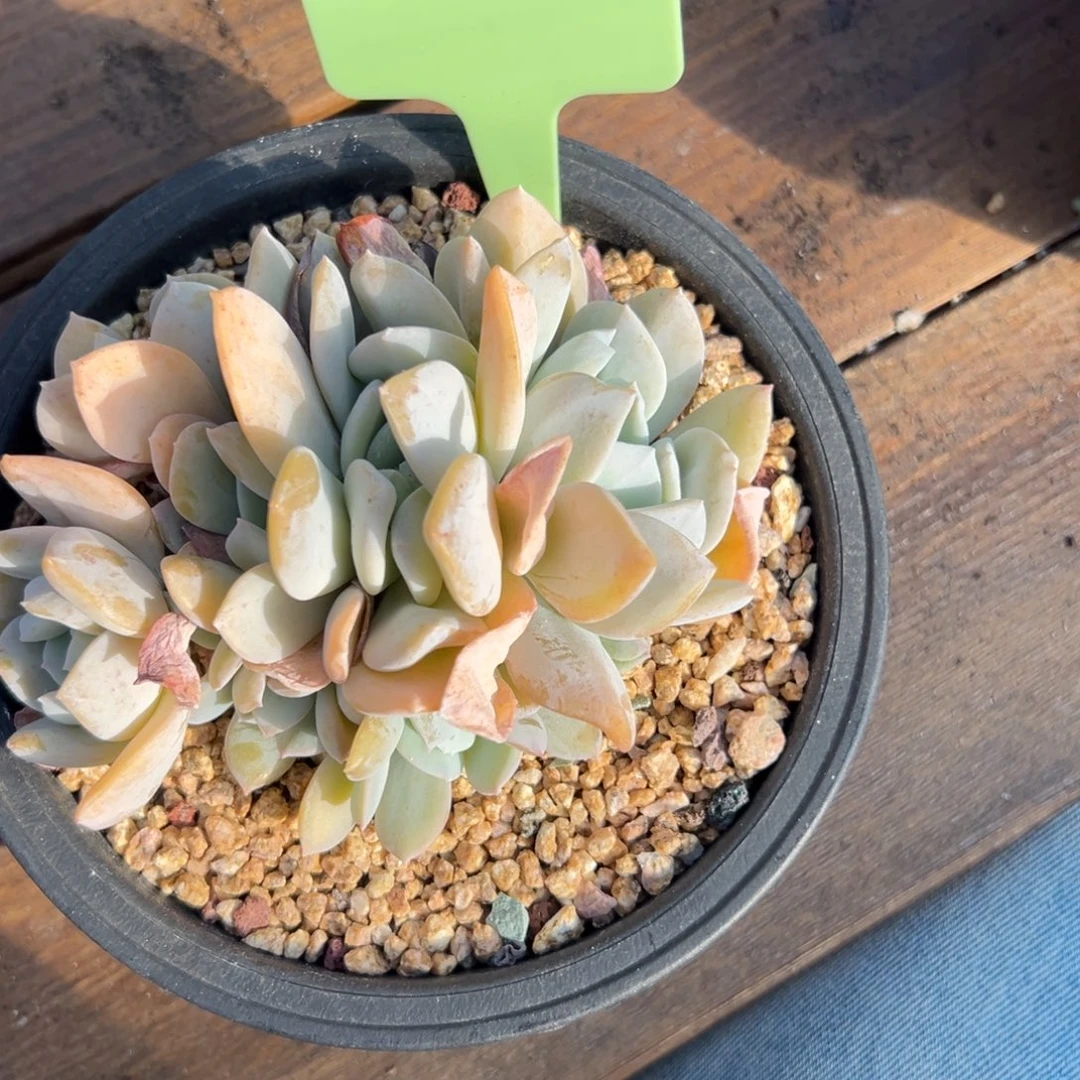 桃****雪特特价11111111111111