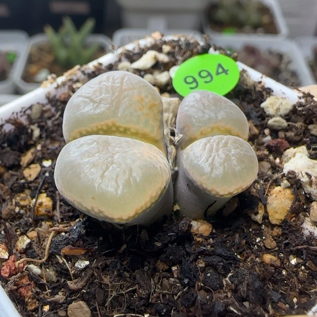 漂漂亮亮多肉植物994