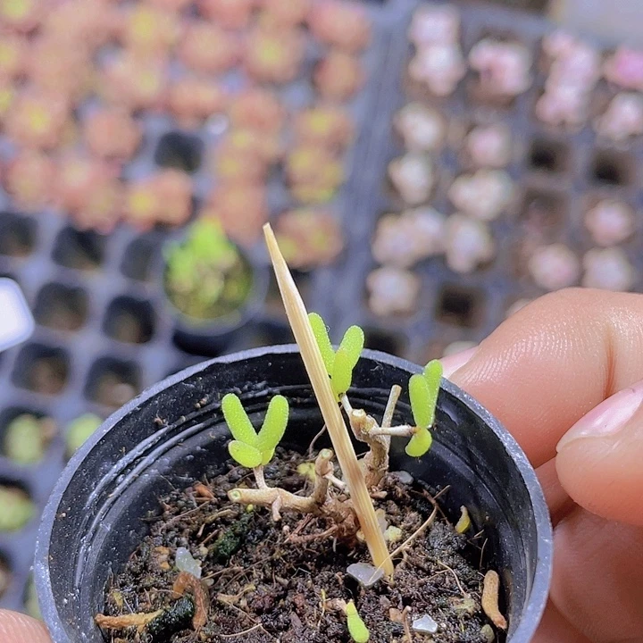 蜜橘糖球【满10颗包邮】