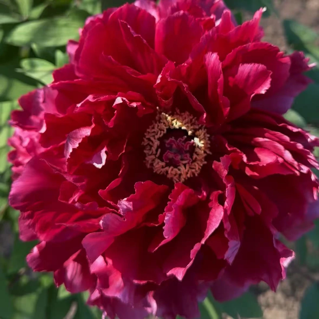 中国红丨芳纪红色系牡丹（秋季发货）现发肥料