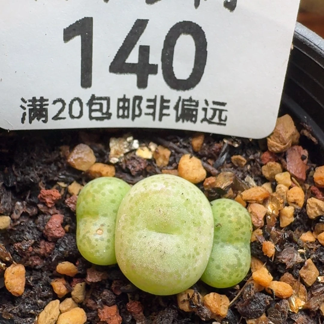 带盆土。