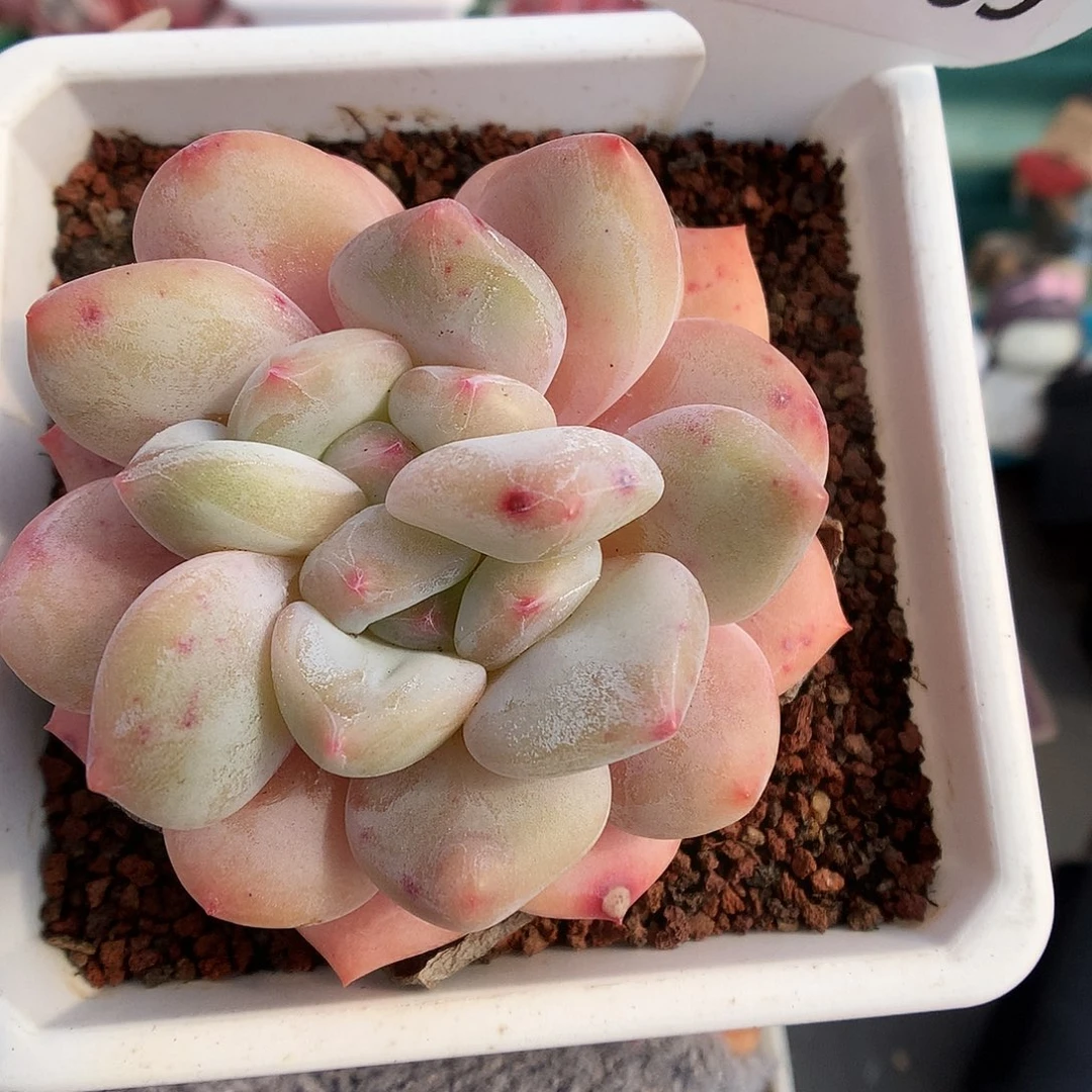 309双心香橙多肉植物