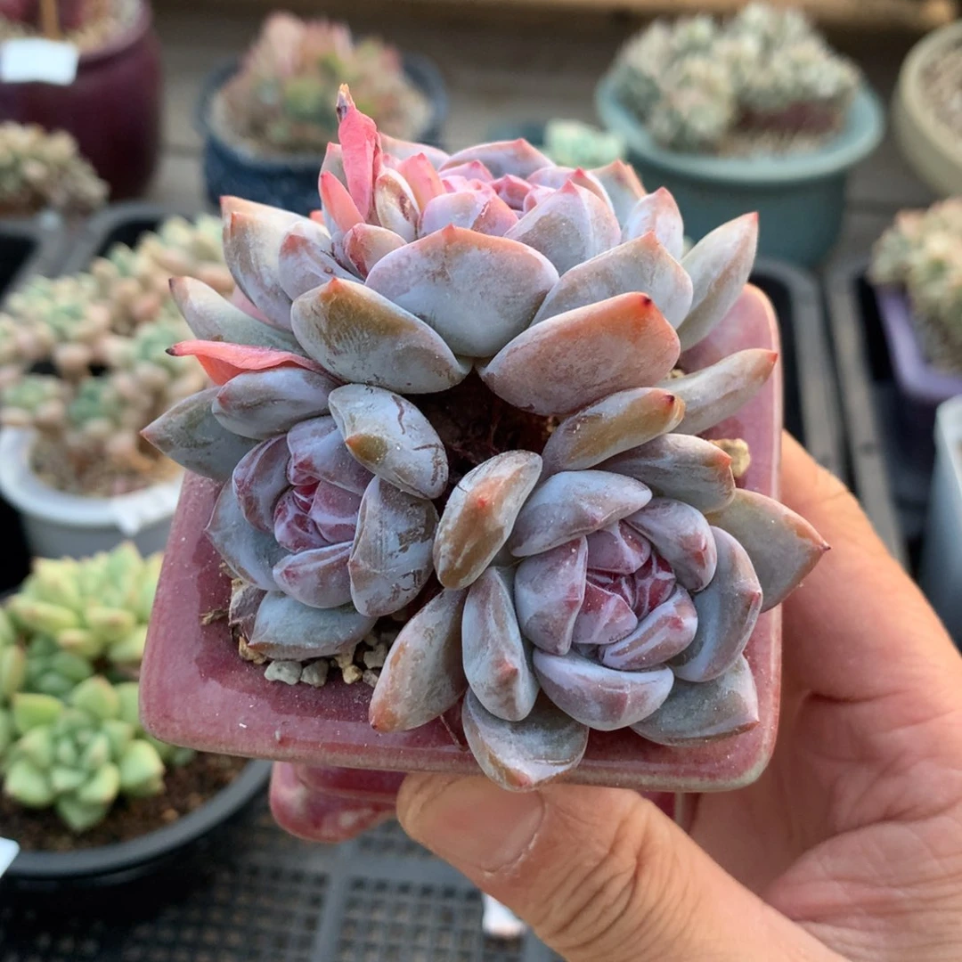 683石榴籽星影三头9厘米