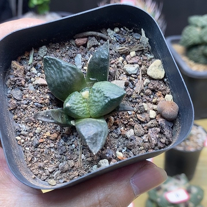 19号实生光面龟甲连山4.5公分带盆土