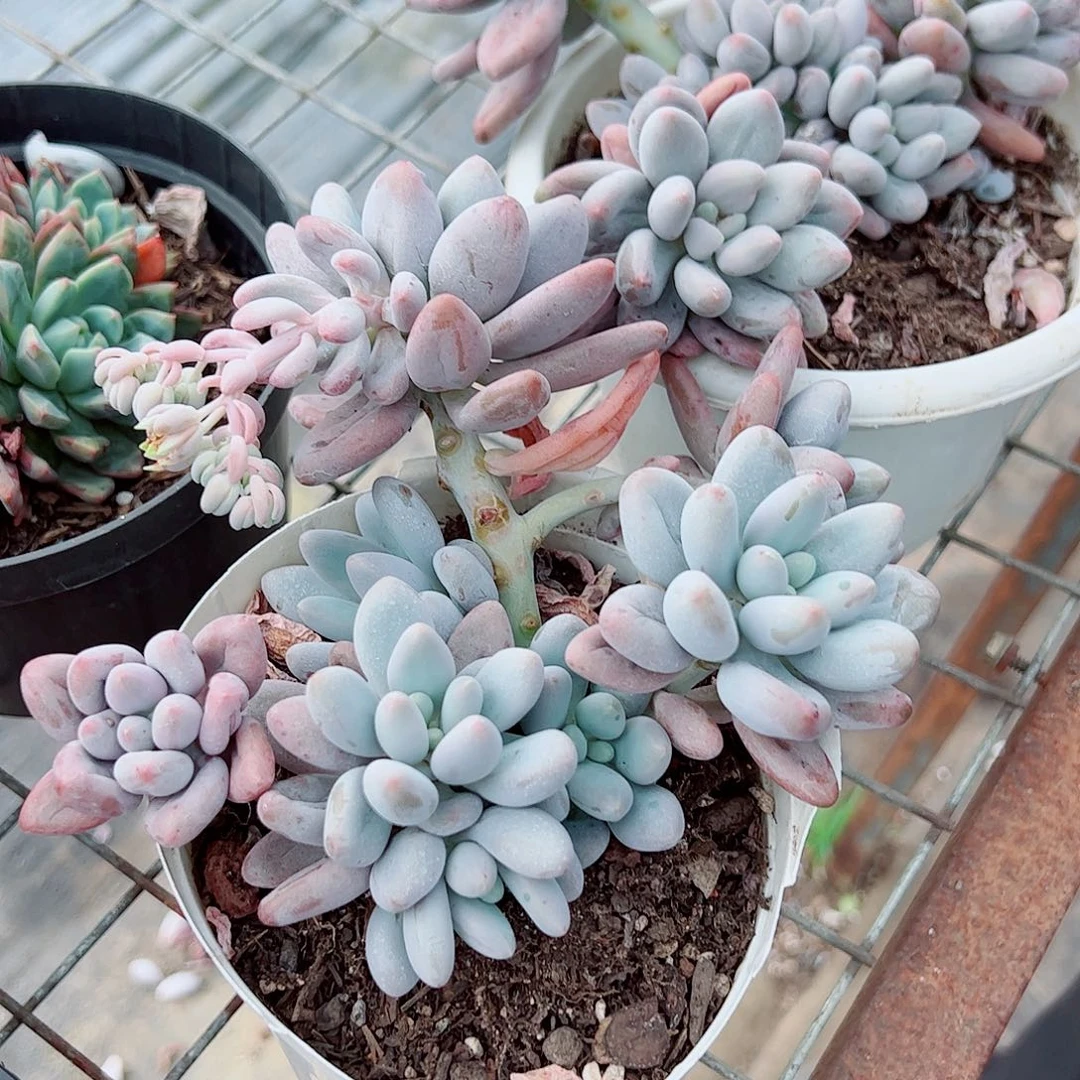 汤圆多头多群生老桩