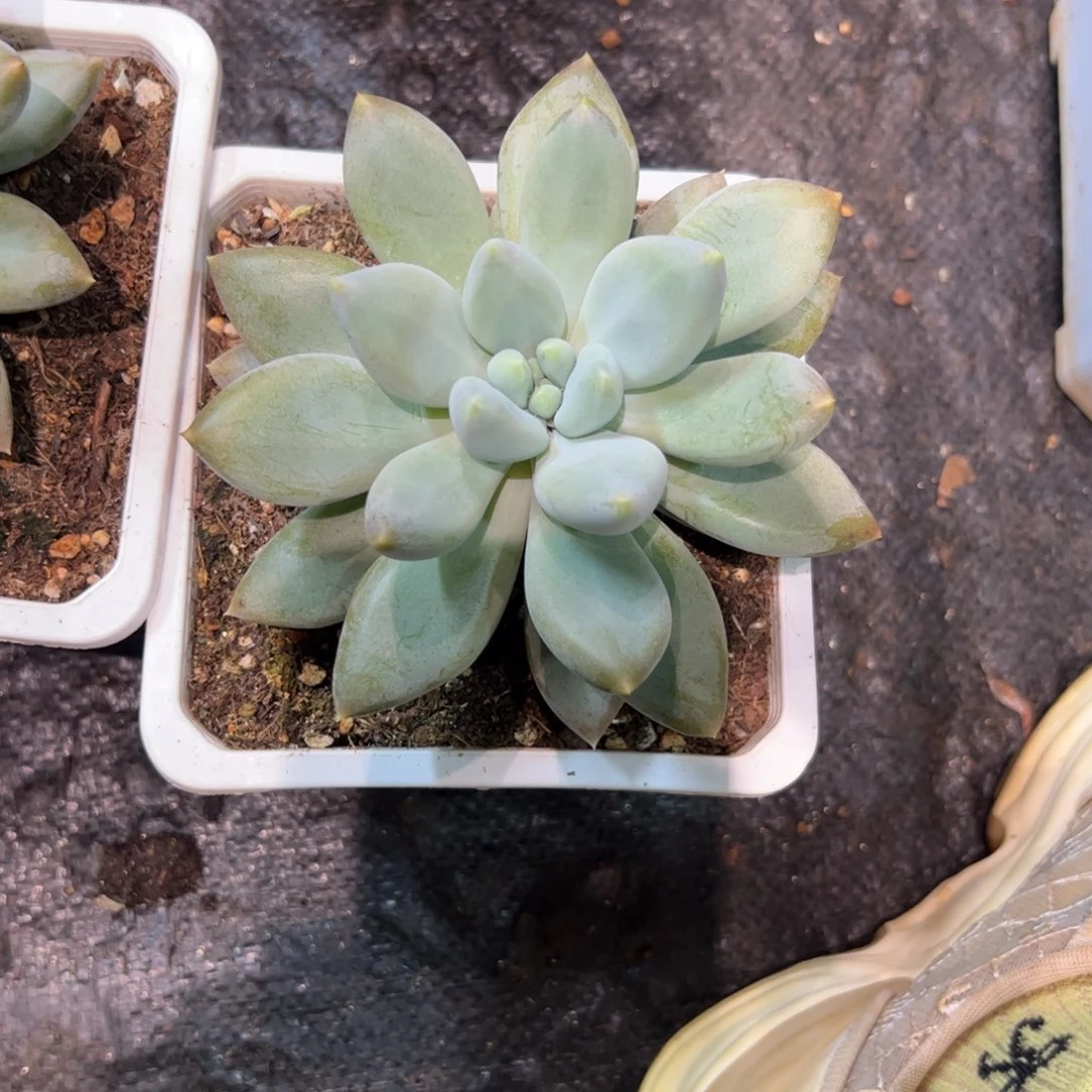 酷***多多肉植物植物多肉