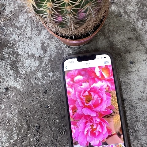 丘比特，5公分左右