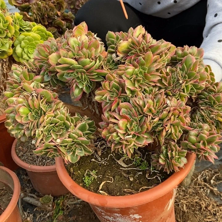 不**头474男神缀化老桩