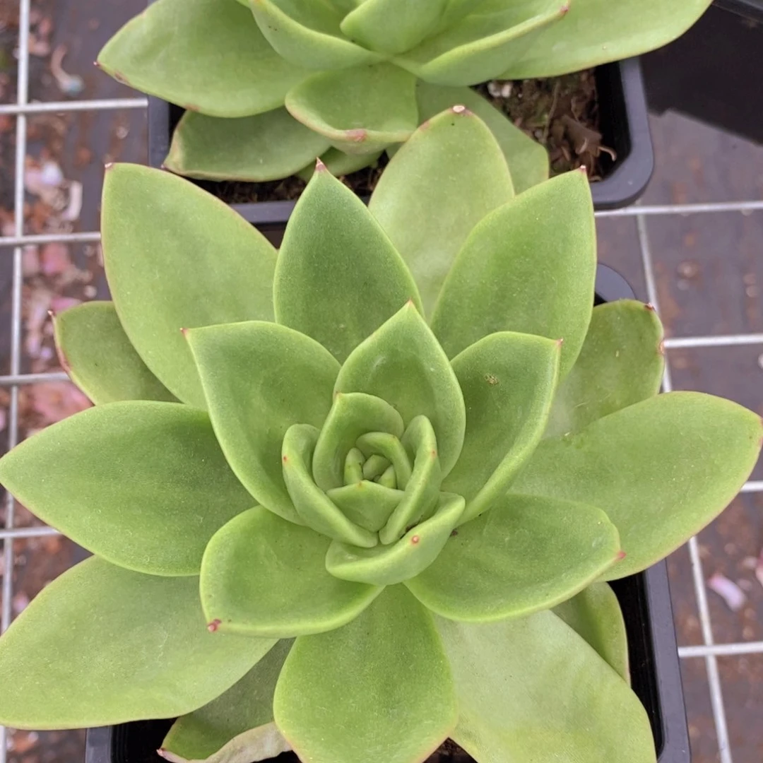 翠花大单头精控精养
