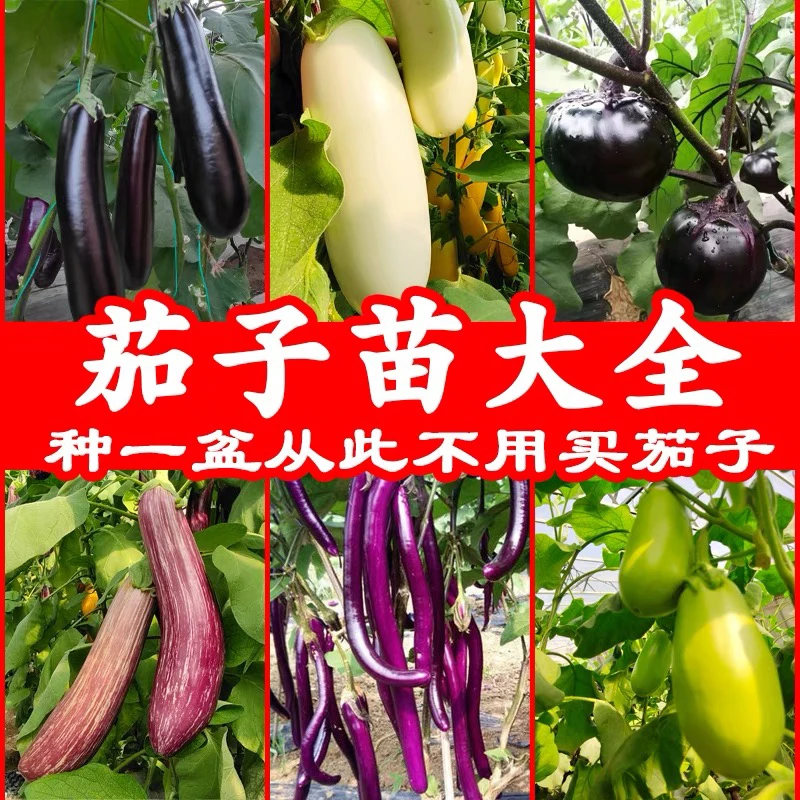 茄子秧苗大全大龙长茄秧苗杭茄秧苗绿冠青茄秧苗庭院盆栽