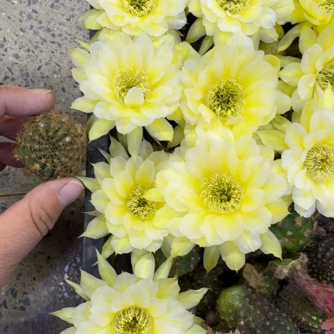 241丽花秋月根晒伤3公分左右，20包邮