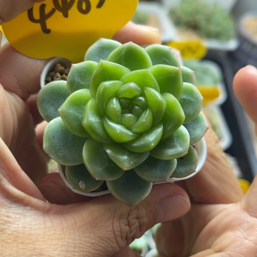 新品c7油透圆秃珍妮4483
