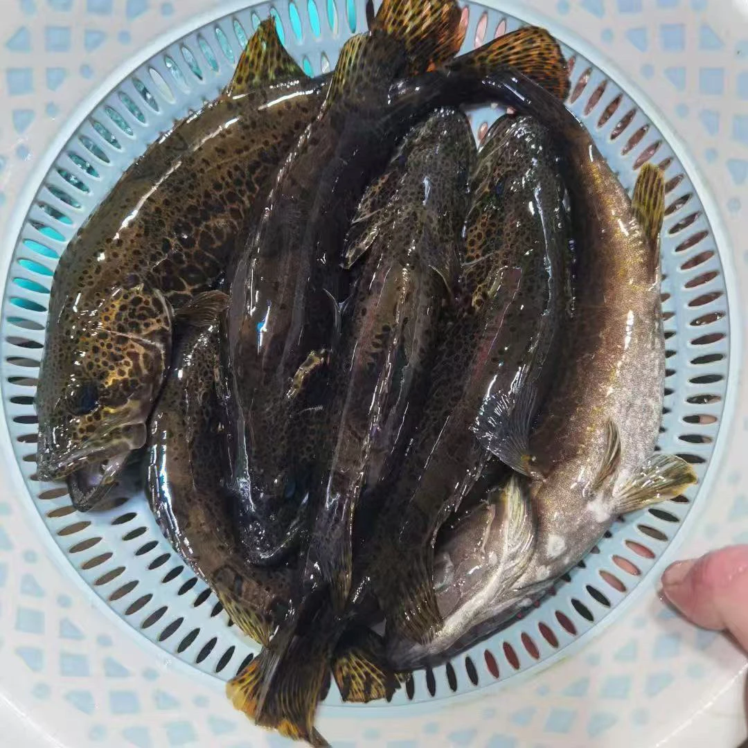 桂林原生淡水溪流老虎鳜  斑鳜鱼顺丰包邮