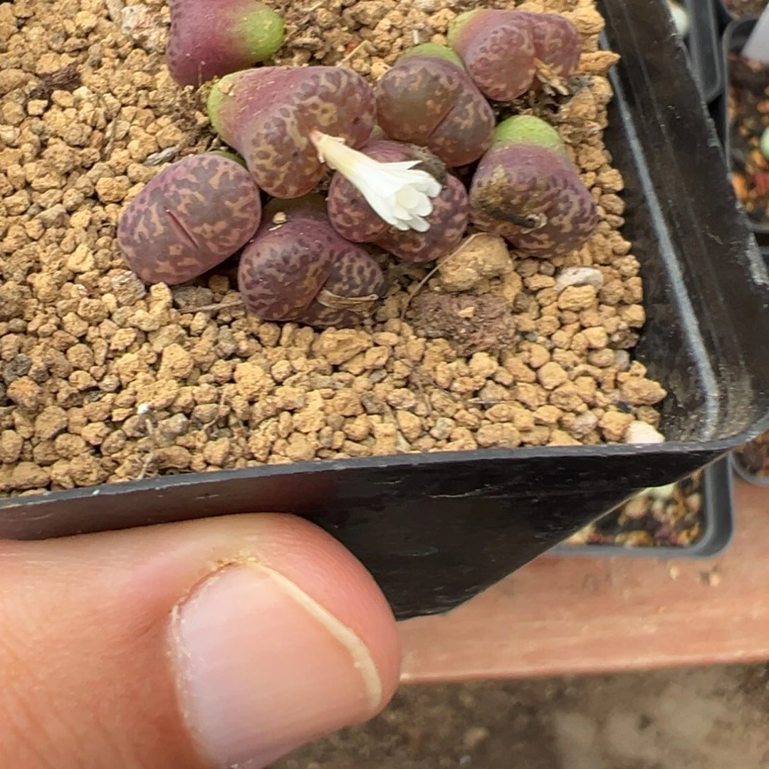量拍马克杂泡泡勋章一颗