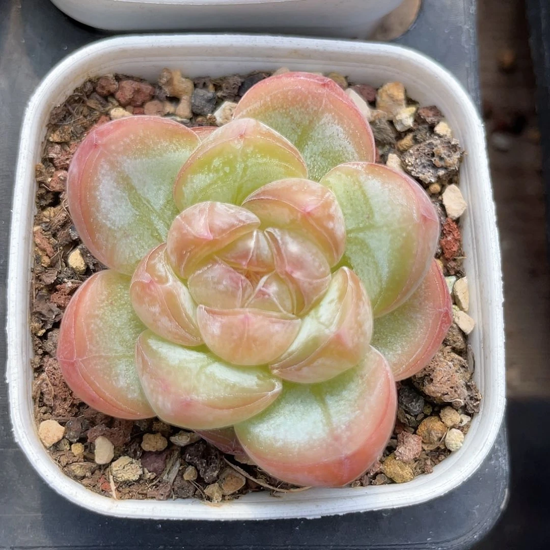 优选珍妮福利346